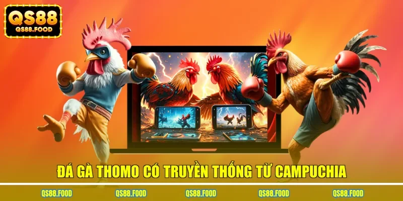 Đá gà Thomo có truyền thống từ Campuchia